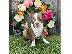 PoulaTo: Κουτάβια Boston Terrier για εσάς